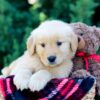 Image of Ozzy, a Golden Retriever puppy