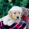 Image of Ozzy, a Golden Retriever puppy