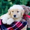 Image of Ozzy, a Golden Retriever puppy