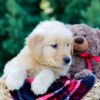 Image of Ozzy, a Golden Retriever puppy