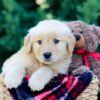 Image of Ozzy, a Golden Retriever puppy