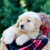 Image of Ozzy, a Golden Retriever puppy