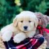 Image of Ozzy, a Golden Retriever puppy