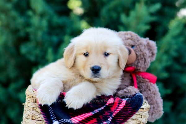 Image of Ozzy, a Golden Retriever puppy