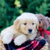 Image of Ozzy, a Golden Retriever puppy