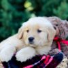 Image of Ozzy, a Golden Retriever puppy