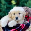 Image of Ozzy, a Golden Retriever puppy