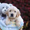 Image of Penny, a Golden Retriever puppy