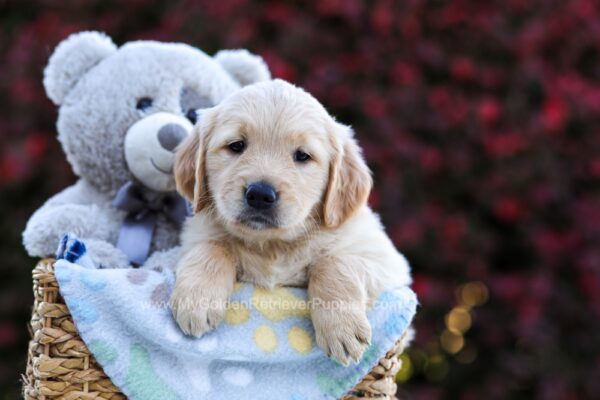 Image of Penny, a Golden Retriever puppy