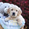 Image of Penny, a Golden Retriever puppy