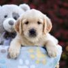 Image of Peony, a Golden Retriever puppy