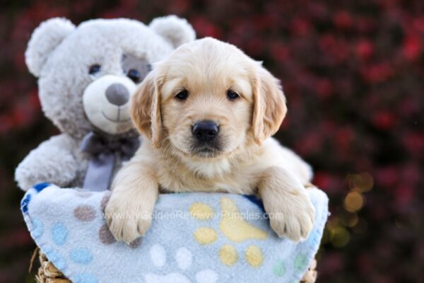 Image of Peony, a Golden Retriever puppy