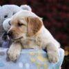 Image of Peony, a Golden Retriever puppy