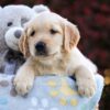 Image of Peony, a Golden Retriever puppy