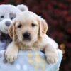 Image of Peony, a Golden Retriever puppy