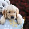 Image of Peony, a Golden Retriever puppy