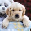 Image of Peony, a Golden Retriever puppy