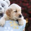 Image of Peony, a Golden Retriever puppy