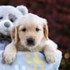 Image of Peony, a Golden Retriever puppy