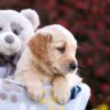 Image of Polly, a Golden Retriever puppy