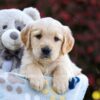 Image of Polly, a Golden Retriever puppy