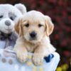 Image of Polly, a Golden Retriever puppy