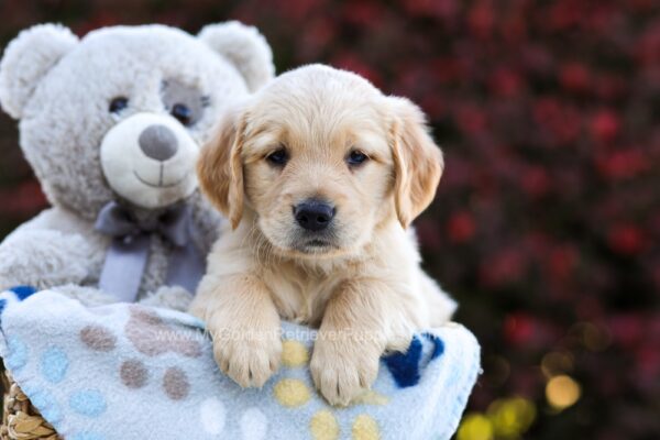 Image of Polly, a Golden Retriever puppy