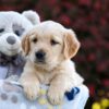 Image of Polly, a Golden Retriever puppy