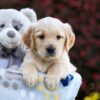 Image of Polly, a Golden Retriever puppy