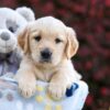 Image of Polly, a Golden Retriever puppy