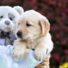 Image of Princess, a Golden Retriever puppy