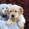 Image of Princess, a Golden Retriever puppy