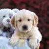 Image of Princess, a Golden Retriever puppy