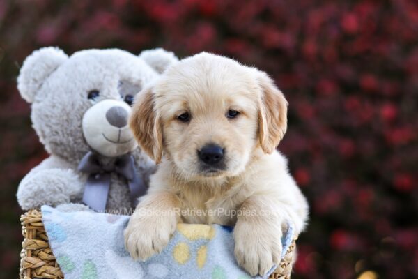 Image of Princess, a Golden Retriever puppy