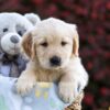 Image of Princess, a Golden Retriever puppy