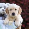 Image of Princess, a Golden Retriever puppy