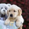 Image of Princess, a Golden Retriever puppy