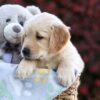 Image of Princess, a Golden Retriever puppy