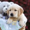 Image of Princess, a Golden Retriever puppy