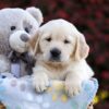 Image of Pumpkin, a Golden Retriever puppy