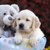 Image of Pumpkin, a Golden Retriever puppy