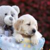 Image of Pumpkin, a Golden Retriever puppy