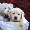 Image of Pumpkin, a Golden Retriever puppy