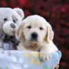 Image of Pumpkin, a Golden Retriever puppy