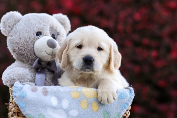 Image of Pumpkin, a Golden Retriever puppy