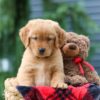 Image of Pumpkin, a Golden Retriever puppy