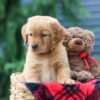 Image of Pumpkin, a Golden Retriever puppy