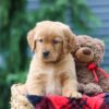 Image of Pumpkin, a Golden Retriever puppy