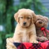 Image of Pumpkin, a Golden Retriever puppy