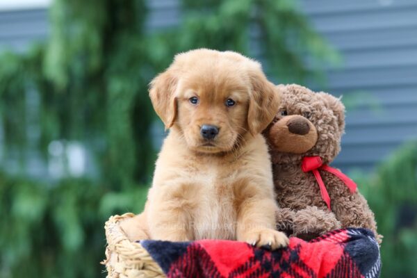 Image of Pumpkin, a Golden Retriever puppy